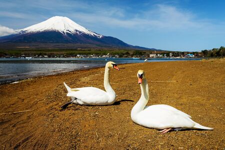 Couple swans relax near Lake Yamanaka with Mt. Fuji view, Yamanashi, Japan.の写真素材