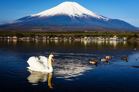White swan floating on Yamanaka lake with Mount Fuji view, Yamanashi, Japan. Here, 1 of 5 Mt. Fuji lakes, is the closest with beautiful swans.の写真素材