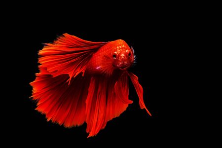 red thai siamese betta fighting fish look at camera with full body isolated on black backgroundの写真素材