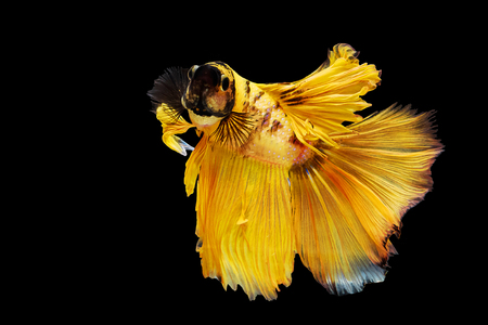 Yellow tail and fin thai siamese betta fighting fish isolated on black backgroundの写真素材