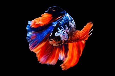 Colorful Thai siamese fighting fish, betta splendens isolated on black backgroundの写真素材