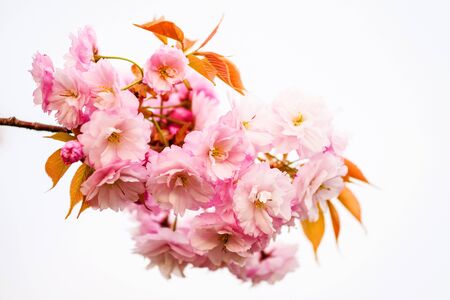 Pink sakura or Cherry blossom full bloom isolated on whiteの写真素材