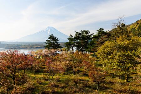 Spring sakura tree against Mt. Fujisan at Shoji lake, Yamanashi, Japan.の写真素材