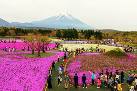 YAMANASHI, JAPAN - MAY 03, 2017: Unidentified people visit Fuji Shibazakura to enjoy pink moss sakura or cherry blossom with Mount Fuji or Fujisan view.のeditorial素材