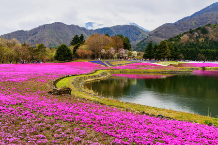 field of pink moss at Yamanashi, Japan. Fuji Shibazakura festivalのeditorial素材