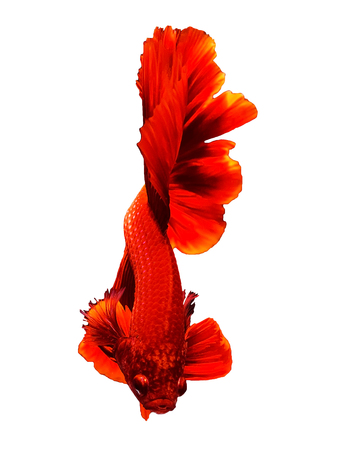 Red Thai Betta or siamese fighting fish beautiful swimming movement isolated on white background. For Smartphone background or vertical advertisementの写真素材
