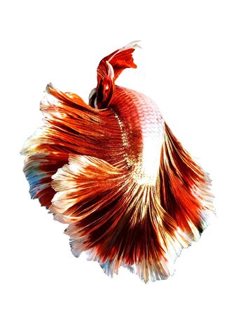 Red Thai Betta or siamese fighting fish beautiful swimming movement isolated on white background. For Smartphone background or vertical advertisementの写真素材