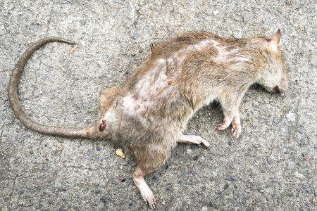 dead Rat on the street by top viewの写真素材