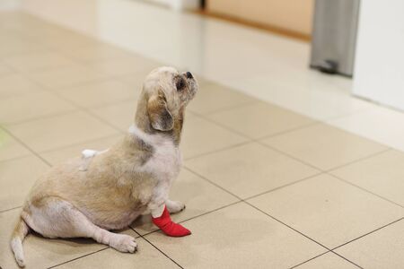 Injured Shih Tzu dog with Red bandage on leg wait to see veterinarian or doctor in animal hospitalの写真素材