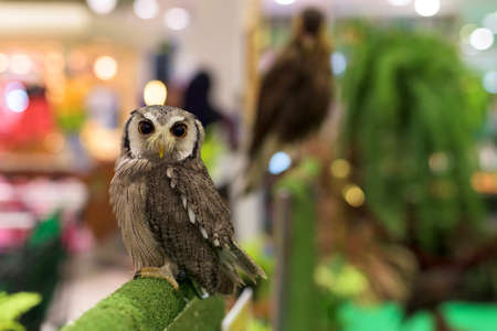 Owl looking portrait with blur bokeh backgroundの写真素材