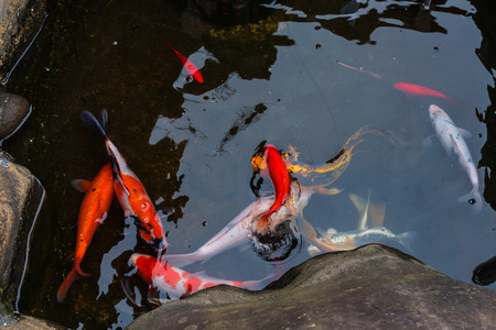 Koi Carp fish Swimming in Japanese garden Pondの写真素材