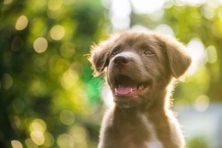Happy cute Brown labrador retriever puppy dog smiling against  sunset bokeh backgroundの写真素材