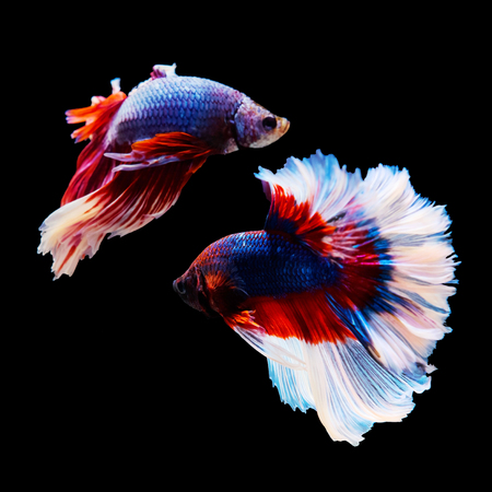 Thai Betta fighting fish battle isolated on black backgroundの写真素材