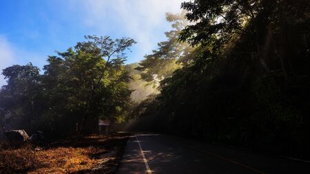 rays of sunlight  through trees at curved local roadの写真素材
