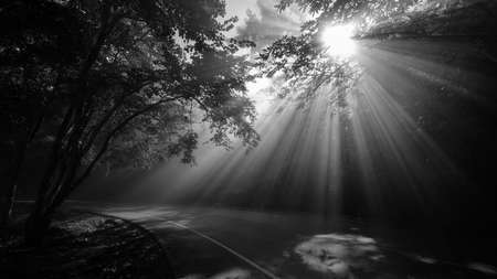 Landscape of rays trough scenic curve road in beautiful green forest, with light effects and shadows. Black and white processの写真素材