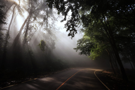 Landscape of rays trough scenic curve road in beautiful green forest, with light effects and shadowsの写真素材
