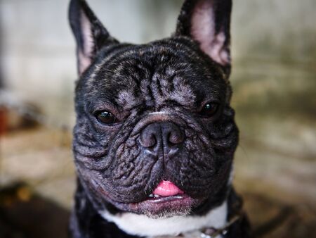 Chained French black bulldog puppy dog portraitの写真素材