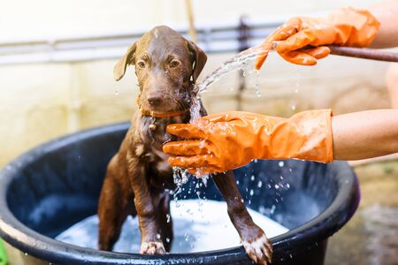 Labrador Retriever puppy dog taking shower and soapの写真素材