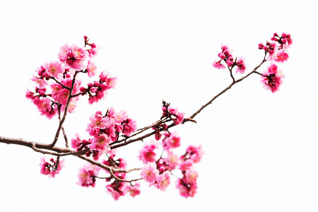 Vibrant Pink cherry blossom or sakura isolated on white backgroundの写真素材
