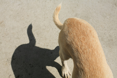 Closeup dog back and tail with shadows. Animal abstract backgroundの写真素材