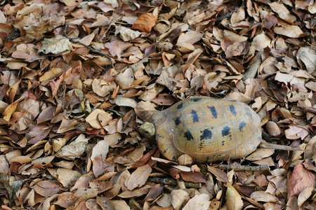 Young turtle walking on dry leaves carpetの写真素材