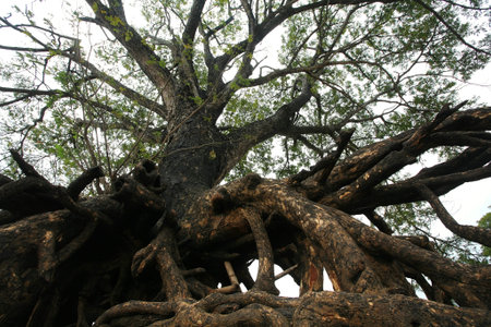 Giant tree root by ant eye view at Sampanbok in Ubon Ratchathani, Thailand
