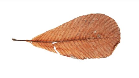 Dry dead brown leaf isolated on whiteの写真素材