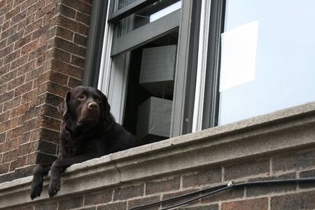 Brown cute Labrador retriever stand on the window and brick wall to get fresh air and see the outside Chicago urban cityの写真素材