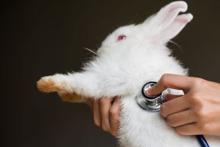 Close up hands of veterinarian touching stethoscope to a white rabbit with dark copy space for text. Animal health careの写真素材