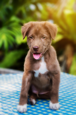 Portrait of curious cute brown Labrador retriever puppy sitting on big table covered by blue fabric with sunset light and tree leaf.の写真素材