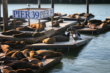 Sea Lions colony group at Pier 39 in Fisherman's Wharf district during sunset, San Francisco, California, USA. Travel destination conceptの写真素材