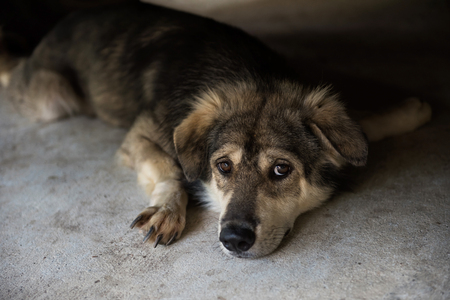 Portrait of Adorable mix breed siberian husky dog lie down on the floor. Cute animal or pet in house.の写真素材