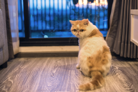 Portrait of Cute Brown Exotic shorthair cat near window of luxury condo with sunset bokeh light. Adorable animal or pet inside house or home. best human friend.の写真素材