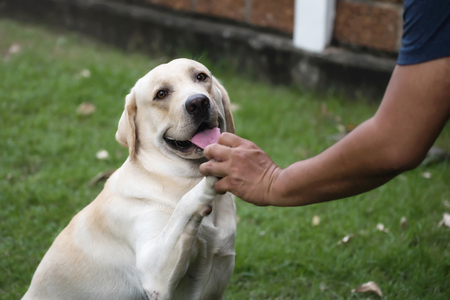 Adorable Labrador retriever dog puppy and big man give each other the hand and paw. Cute pet animal relax with owner at house garden. Handshake, highfive, teamwork.の写真素材