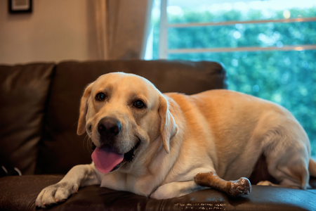 Cute Labrador retriever dog sit and relax on sofa bed with bug bone inside the house. Portrait of Happy adorable pet. Animal or best friend at home.の写真素材
