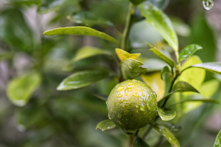 Close up of green lime or lemon on tree with raindrops dew. Greenery citrus fruits on the branch in farm.の写真素材