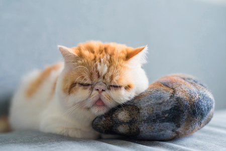 Adorable Brown Exotic shorthair cat sleep on big artificial mackerel fish bolster or pillow at gray sofa bed with copy space for text. Funny cute animal in house or condo. Human best friend.の写真素材