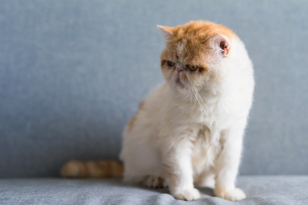 Portrait of adorable brown Exotic shorthair cat on sofa with copy space for text. Cute young animal or pet inside house, home, condo, or apartment. Best human friend.の写真素材