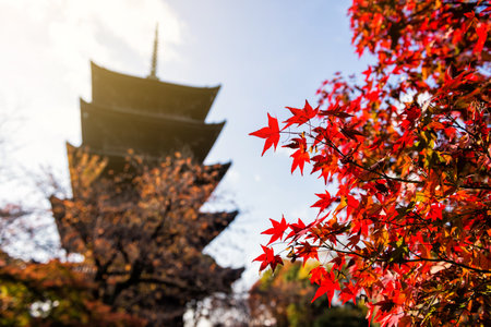 Red Maple leaf with Toji wooden pagoda background at sunrise in autumn, Kyoto, Japan. Famous Kansai travel destination during fall season.のeditorial素材