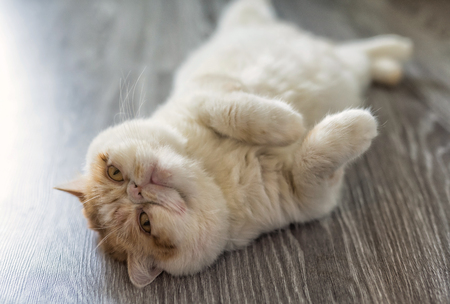 Portrait of cute Exotic shorthair cat relax on wooden floor with copy space for text. funny animal or pet inside house or home. best human friend. Closeup Portrait.の写真素材