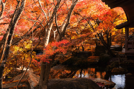 Koko-en Garden with red maple trees touching sunlight in autumn at Himeji, Hyogo Prefecture, Japan. Here is located next to Himeji Castle.のeditorial素材