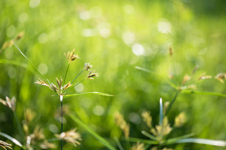 Grass flower in meadow with green bokeh sunrise soft focus background. Summer greenery concept with...