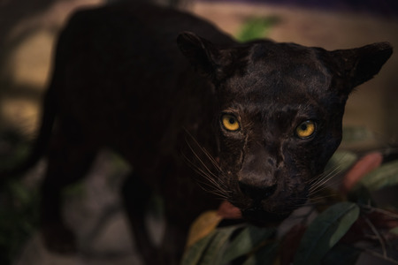 Panther or black tiger in wood or forest at night. Closeup face of wildlifeの写真素材
