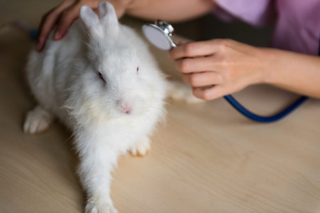 examining white bunny rabbit by medical stethoscope on wooden table with copy space for text. Animal hospital health care. Insurance industry.の写真素材