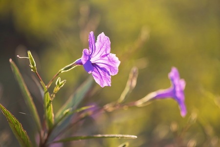 Purple Flowers with greenery background during spring season at sunset. Natural foliage pattern.の写真素材