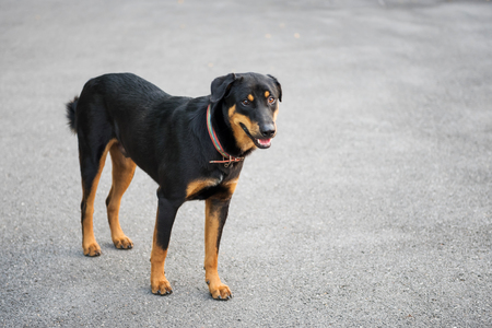 Portrait of Thai Ridgeback black and brown dog on street with copy space for text. Smart purebred pet with collar look at something at road.の写真素材