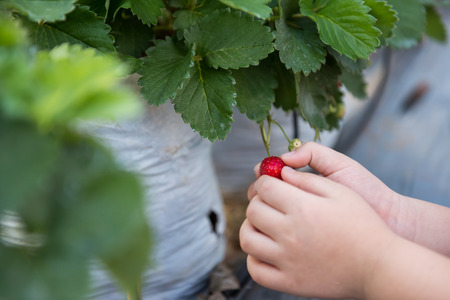 boy hand holding ripe red strawberry fruit on plant pot in the background. Self picking farm field in winter.の写真素材