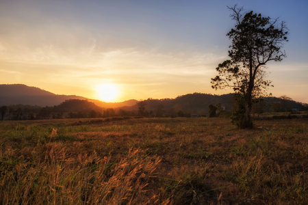Scenic landscape of grass flower or palea in meadow of mountain peak or summit at sunset in Khao Yai, Korat or Nakhon Ratchasima, Thailand.の写真素材