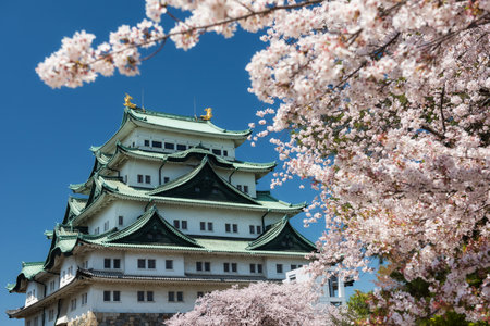 Nagoya Castle with frame of white sakura or cherry blossom full bloom in spring season against blue sky, Chubu, Japan.のeditorial素材