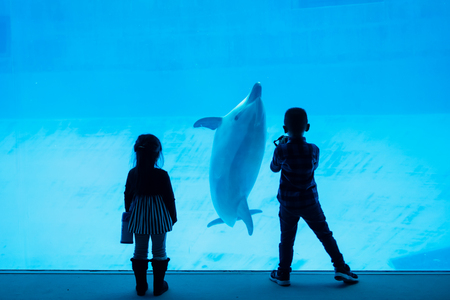 Silhouette girl enjoy watching and boy taking photo of dolphins in aquarium. Kids or Children fun activity.の写真素材